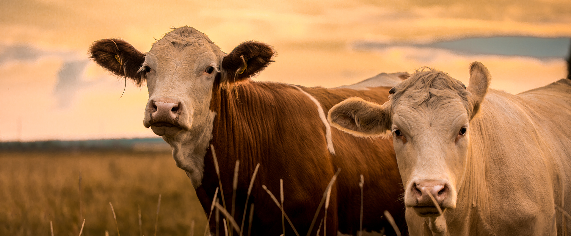 two cows in a field during sunset