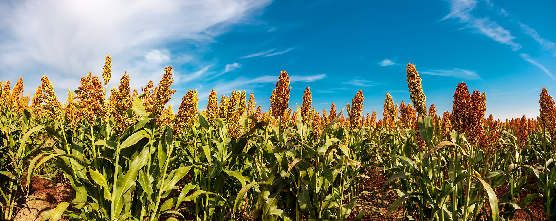 sorghum in a field