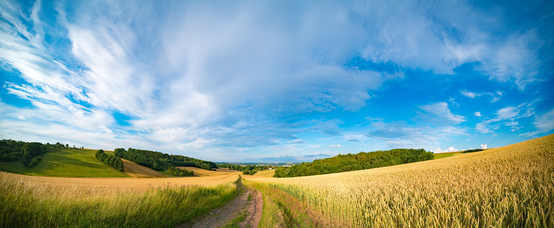 wide shot of Kansas Wheat field and blue skies